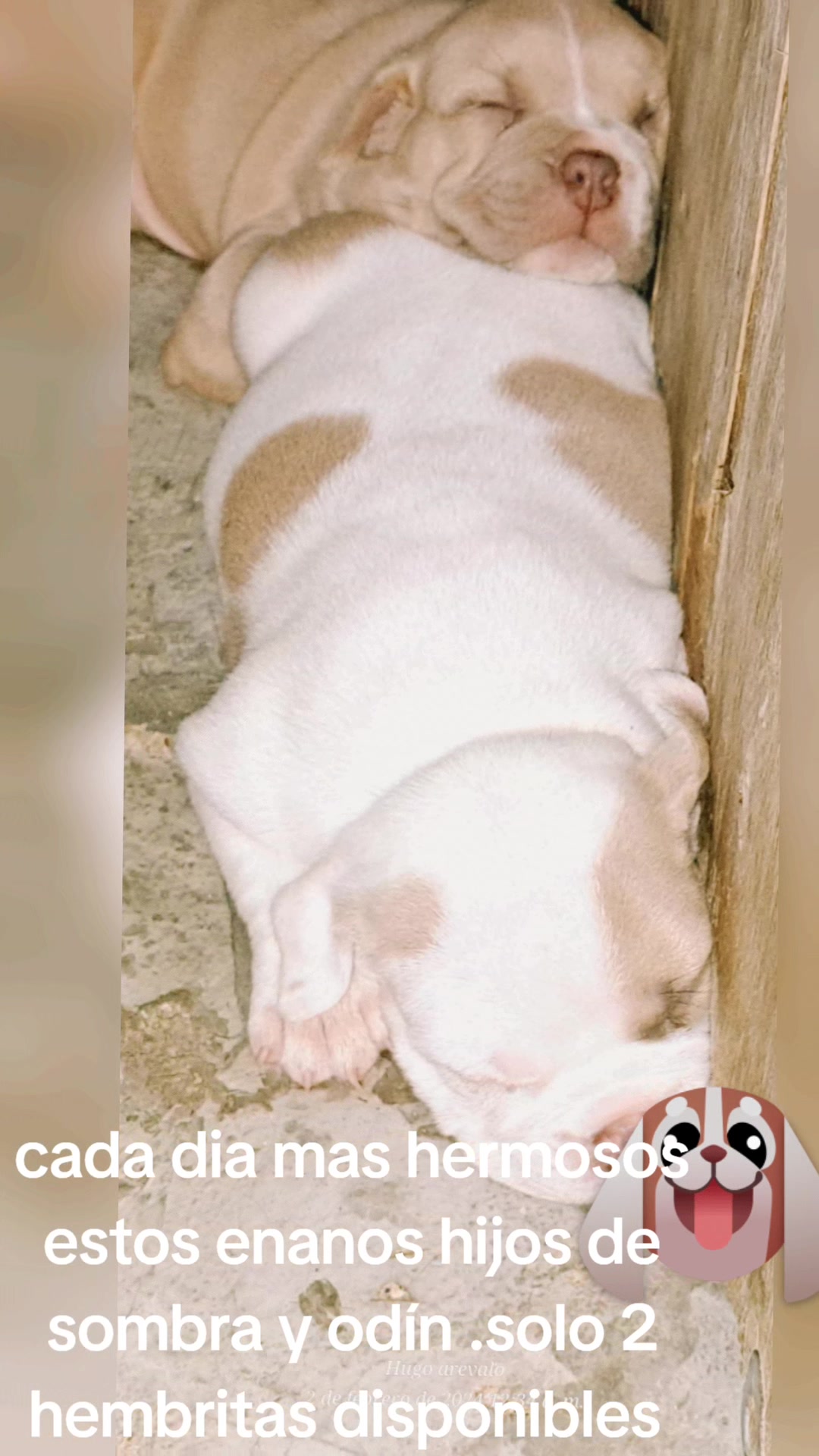 @arevalobullsper&uacute;