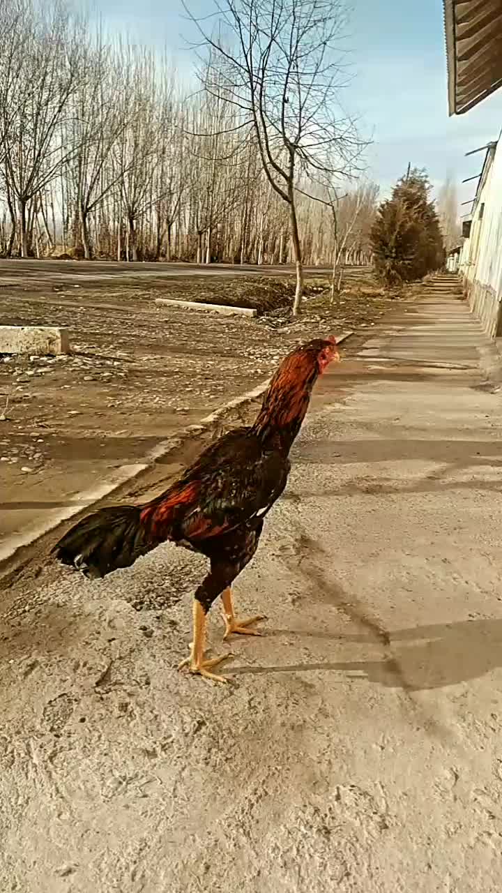 @КОСИМЖОН 0292