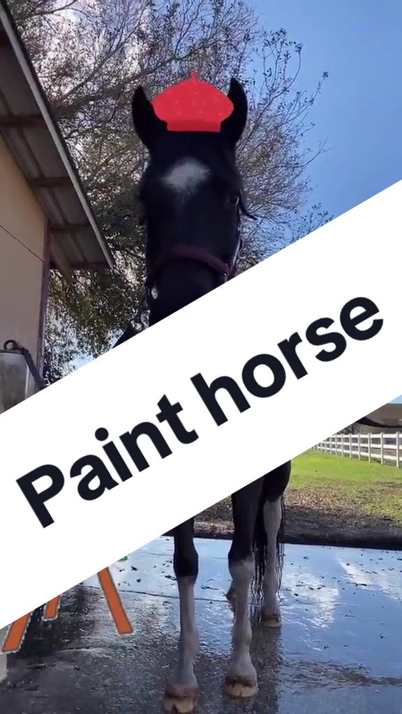 @Panda the Pony