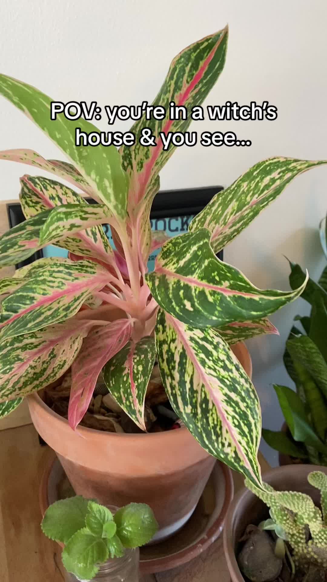 @The herb nerd