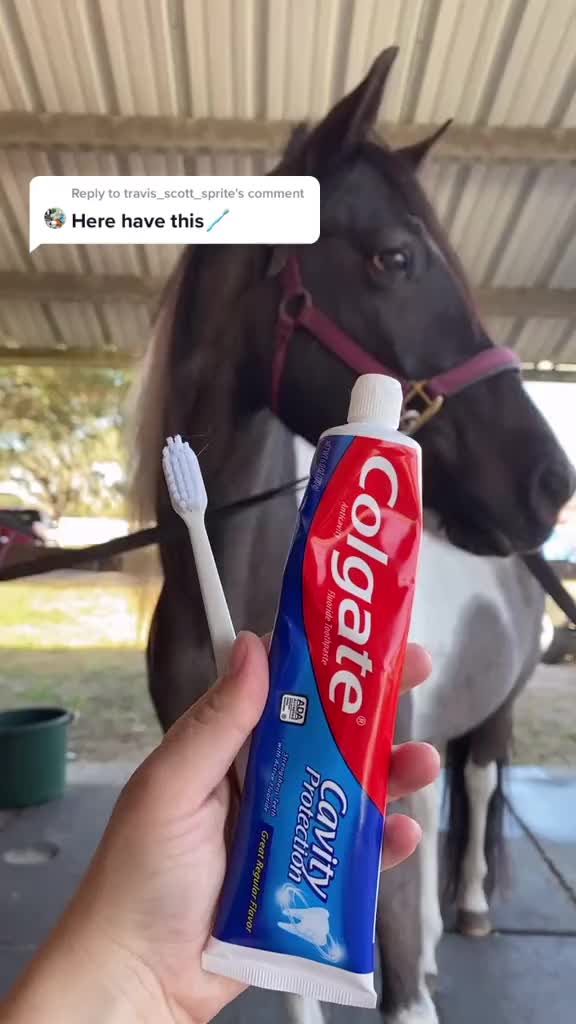 @Panda the Pony