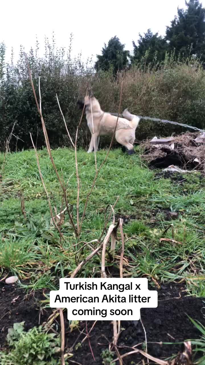 @animal kingdom uk