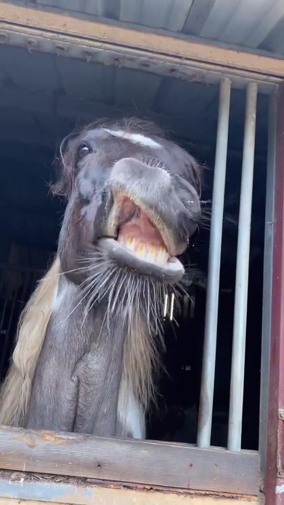 @Panda the Pony