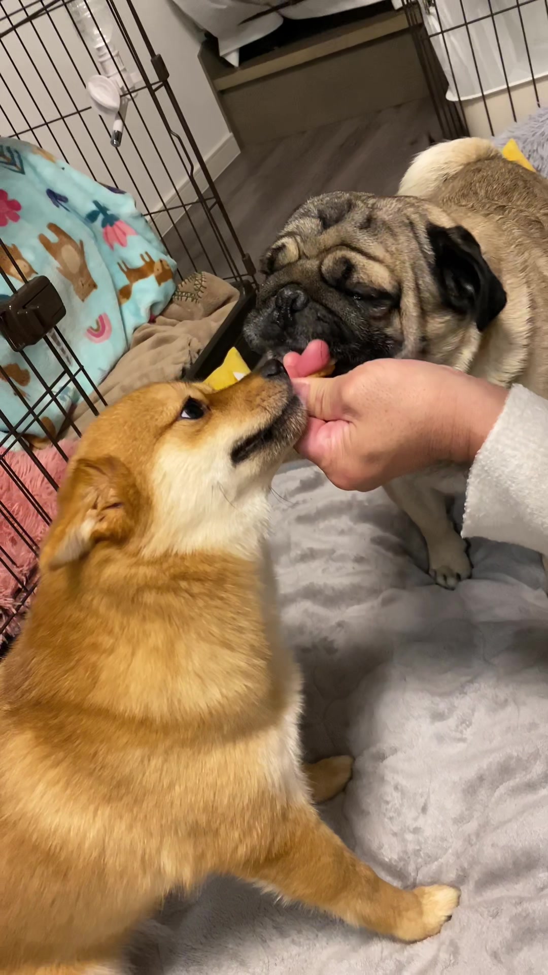 @9/28🎂おじ生誕祭🐶とん&ぺっぺこぺー🦊