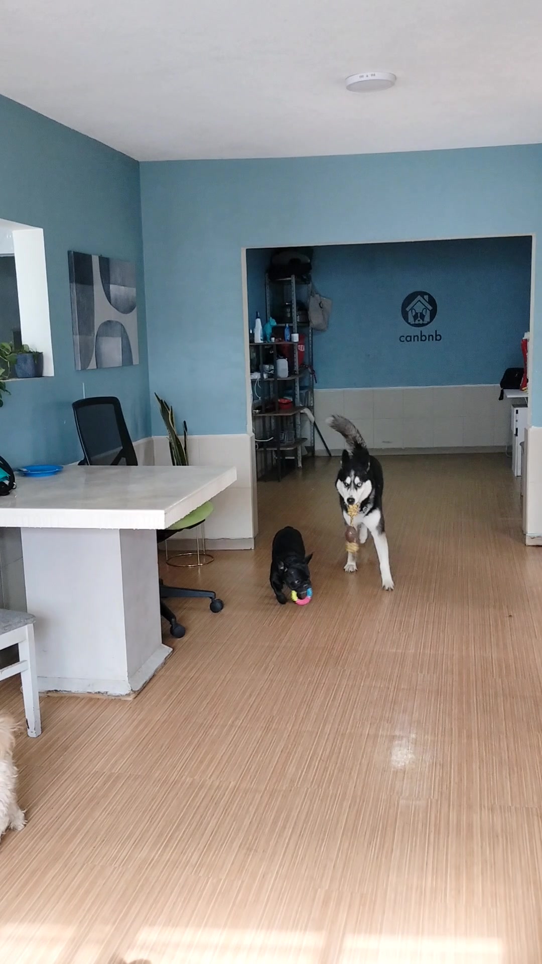 @Canbnb 🐶❤️