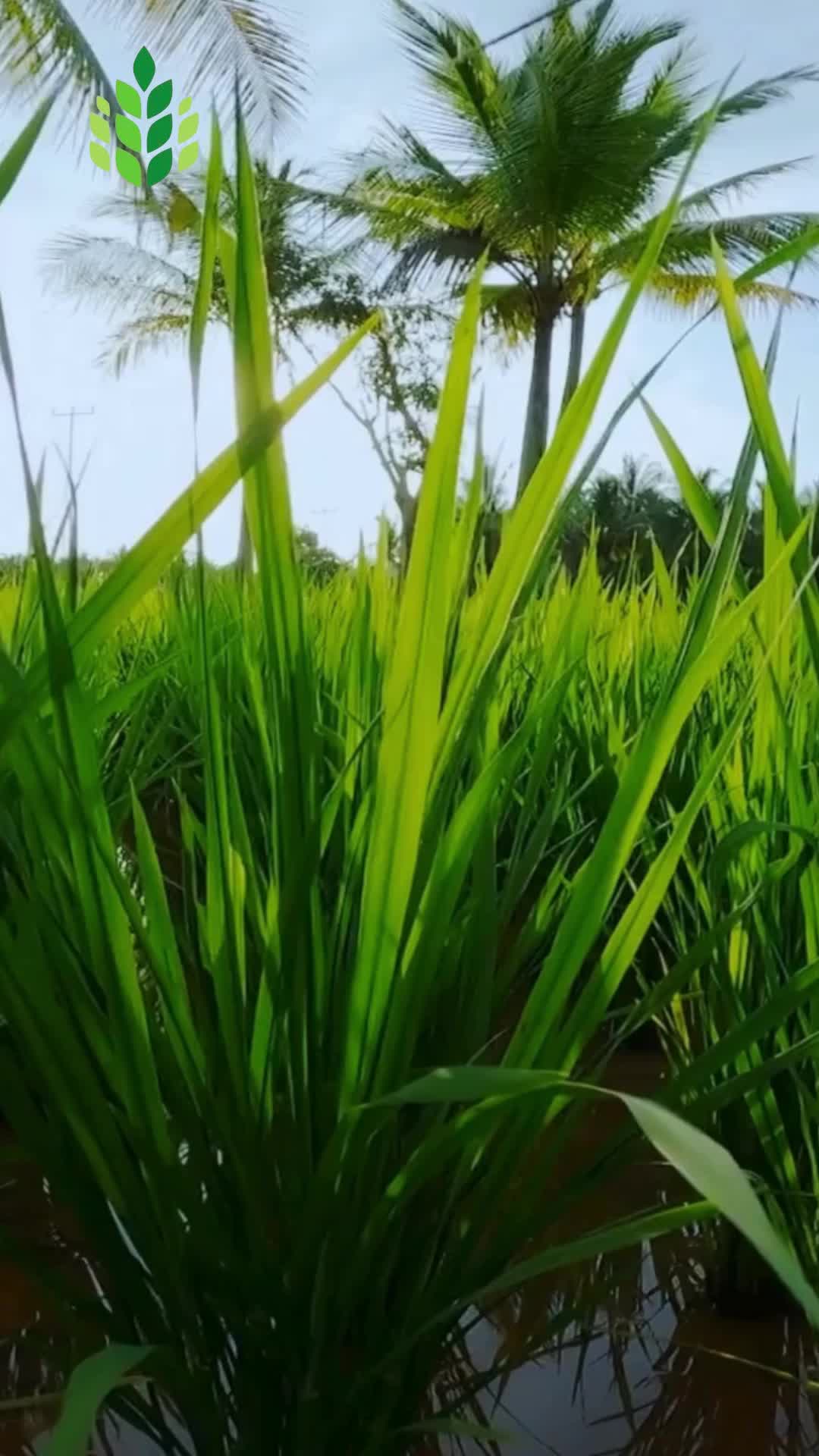 @karuniaagrohitakencana