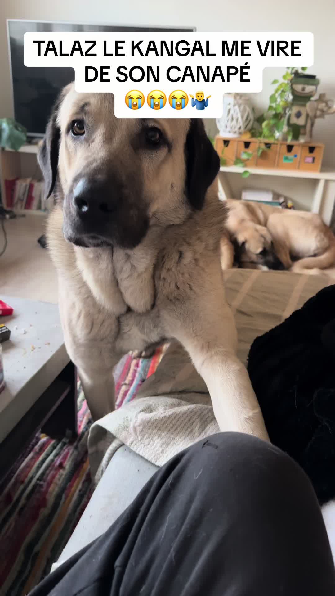 @Purekangal