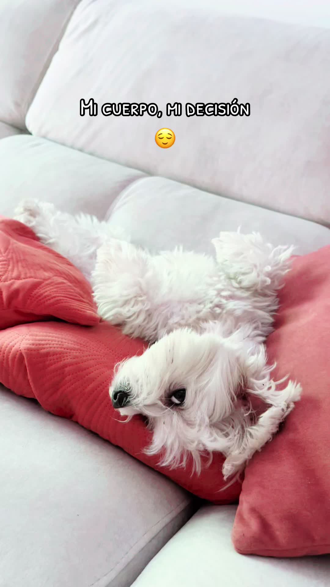 @Darla 🧡🐶🧡