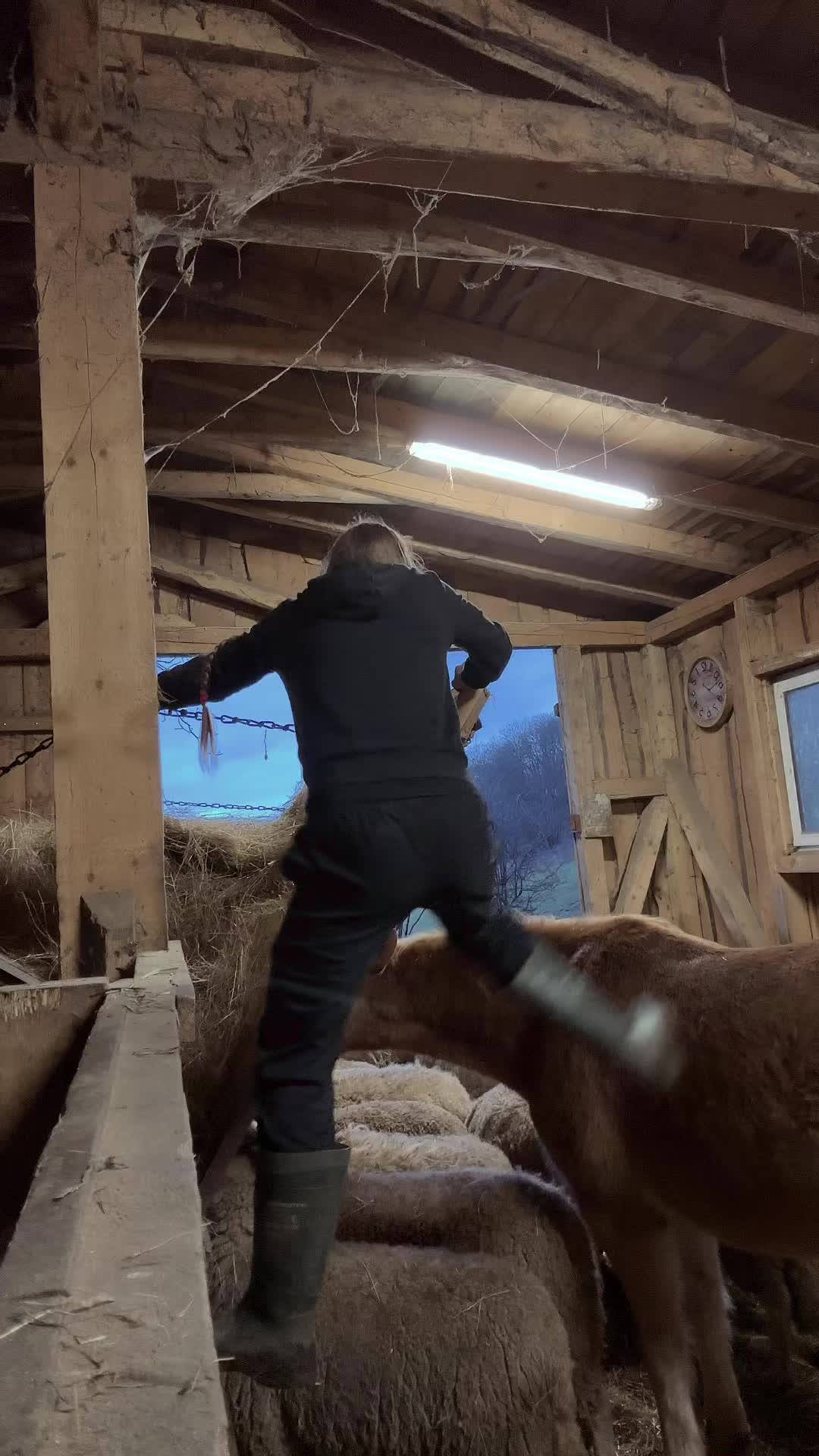 @HafiHorse2