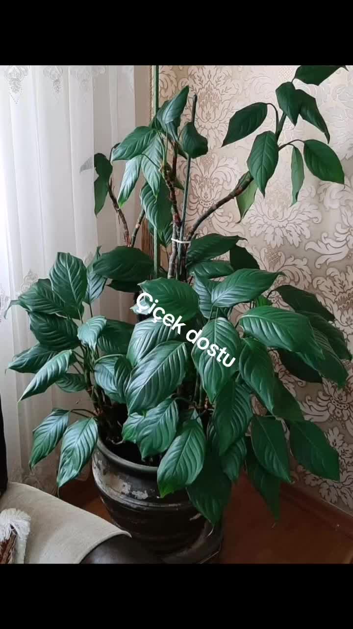 @💧&Ccedil;i&ccedil;ek dostu 🇹🇷💧