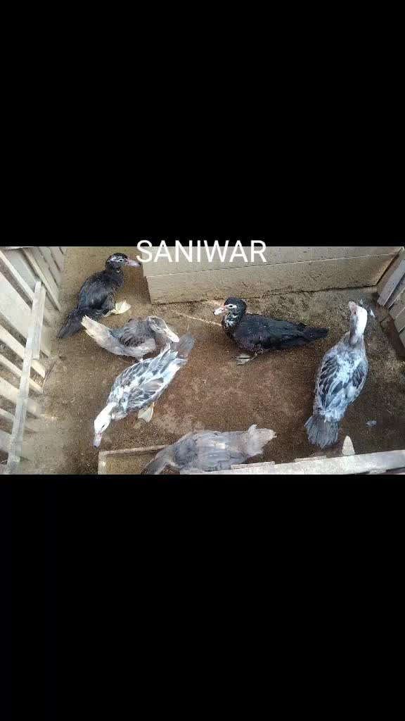 @Saniwar