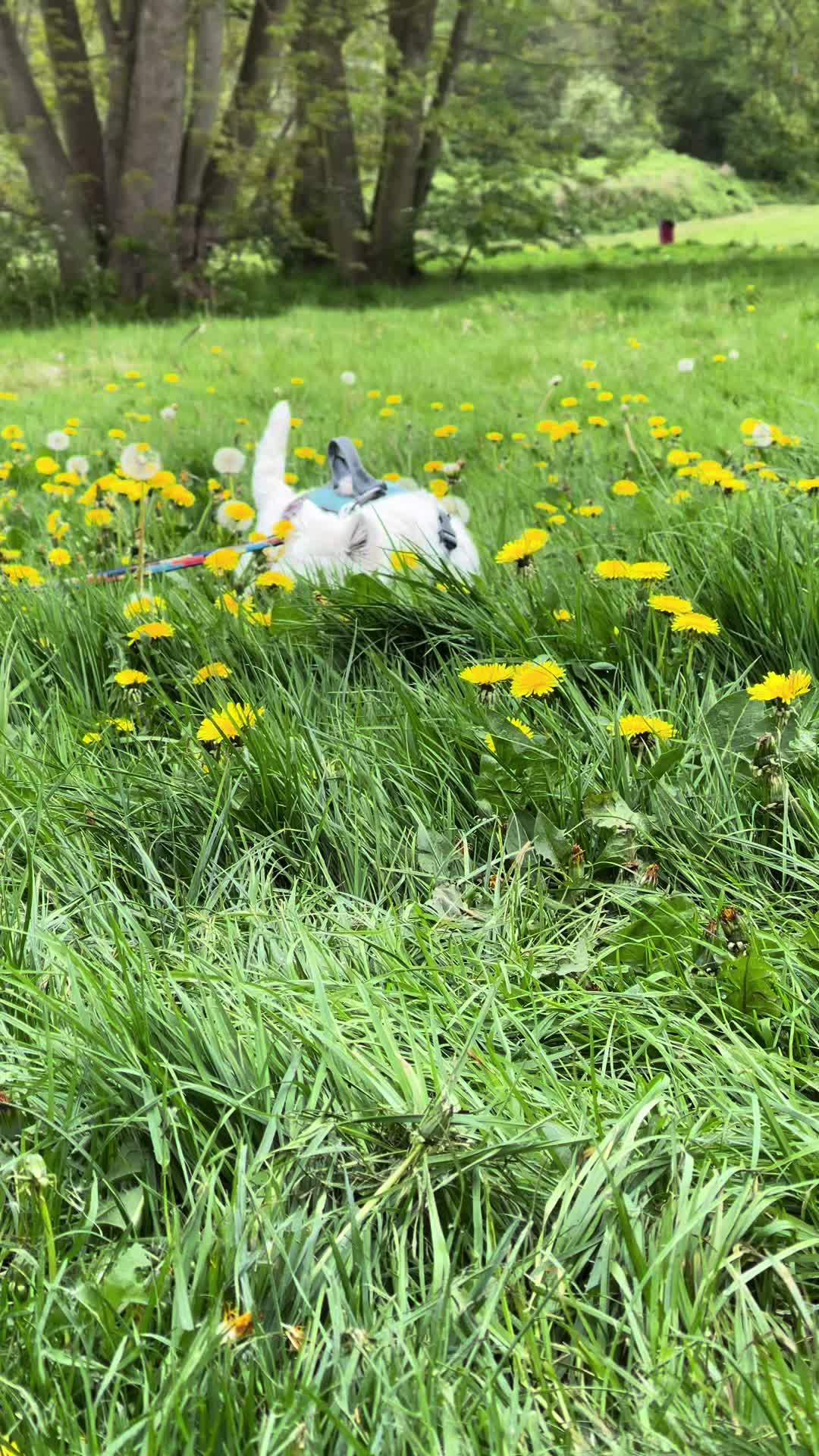 @Luna The Westie