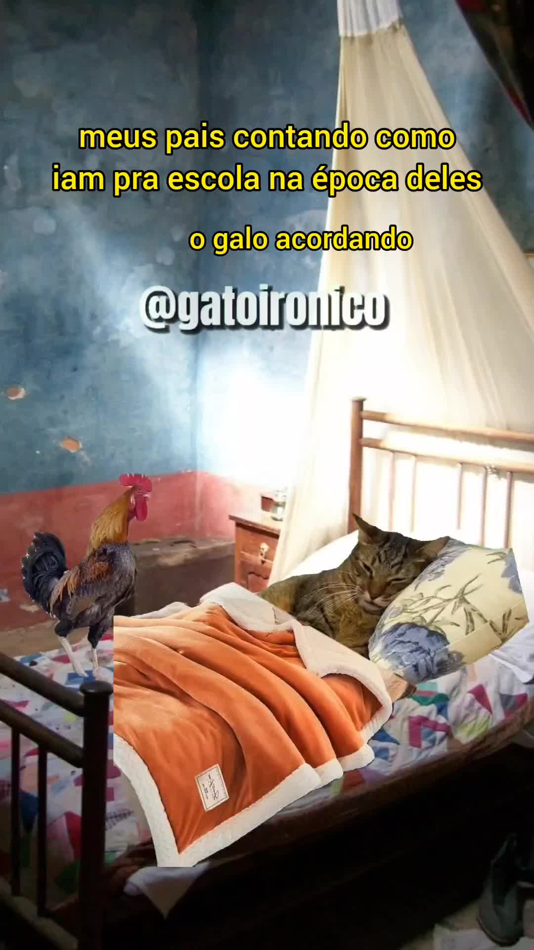 @gato ironico