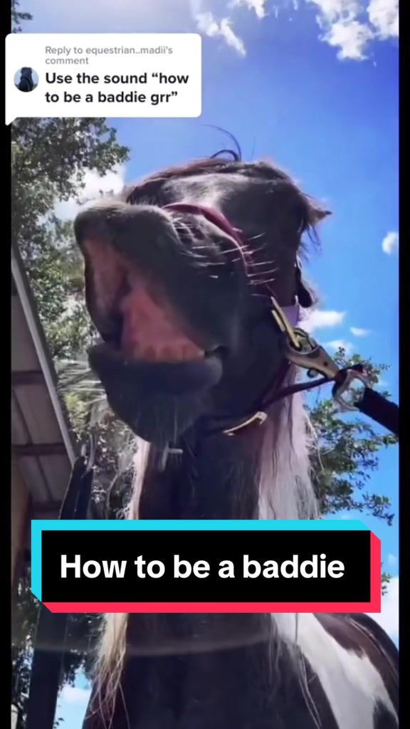 @Panda the Pony