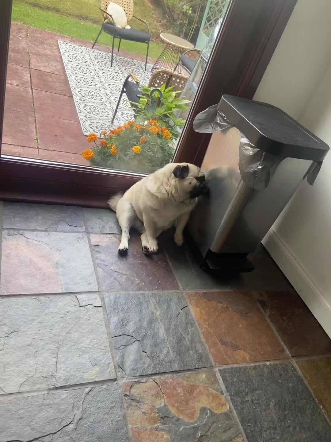 @Wee Winston The Pug