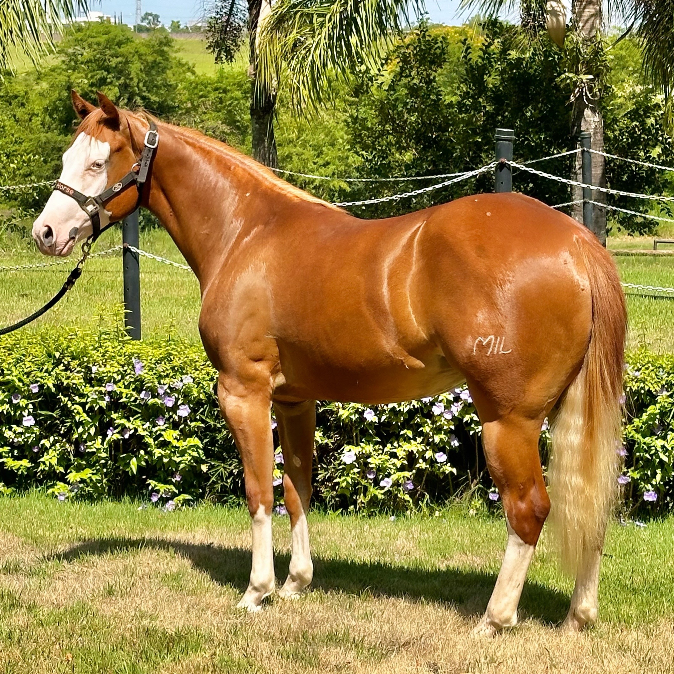 @PRIME HORSE
