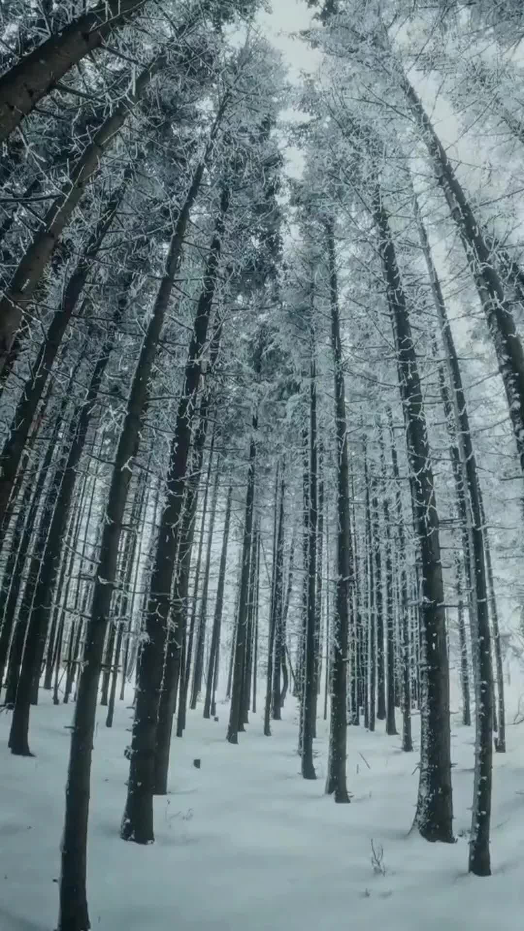 @silkycatmusic