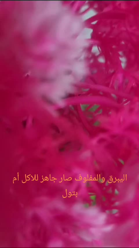 @أم بتول