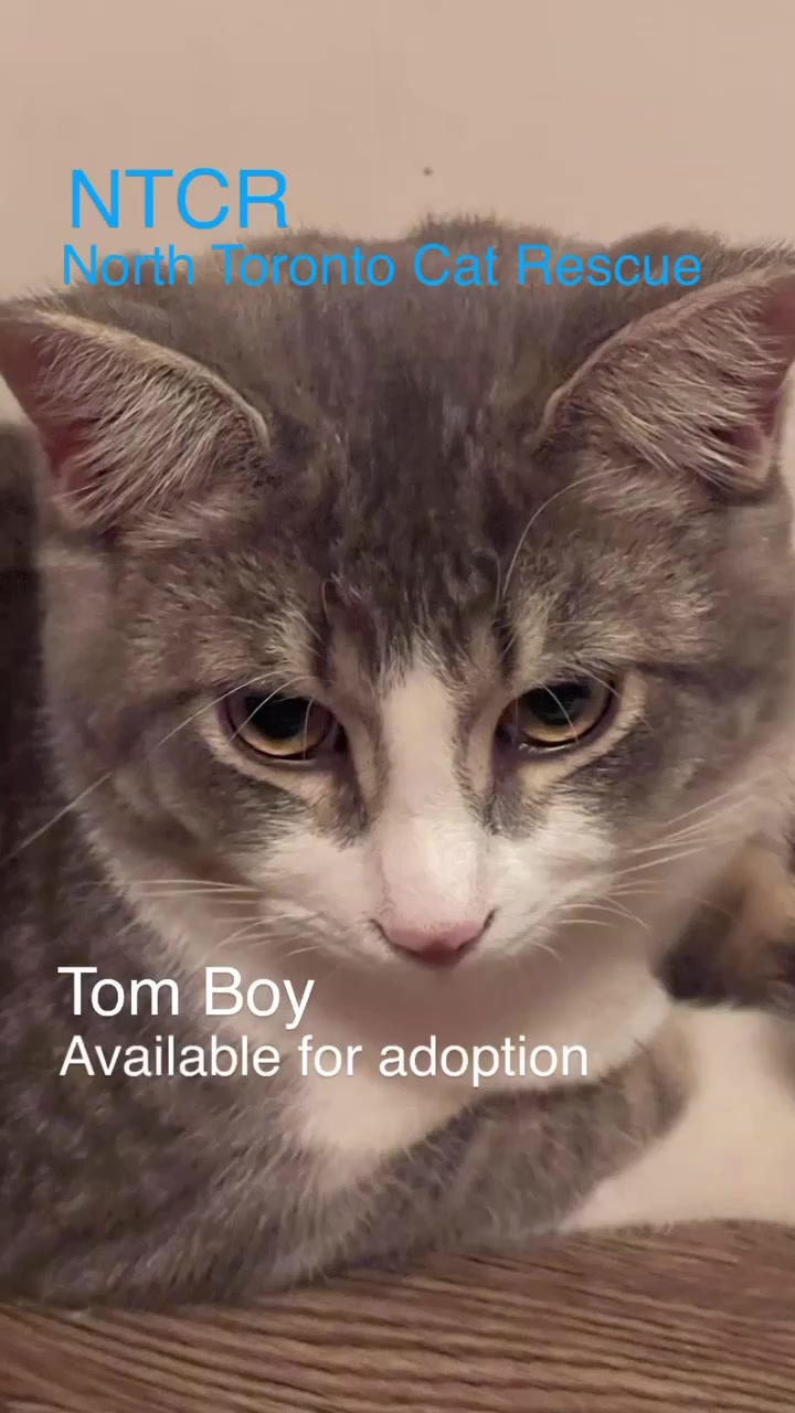 @North Toronto Cat Rescue