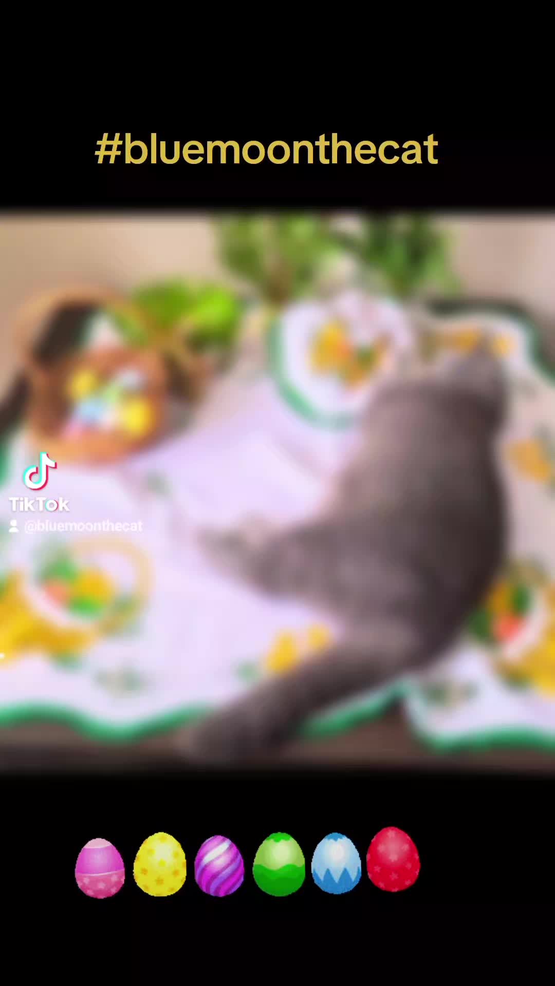@bluemoonthecat