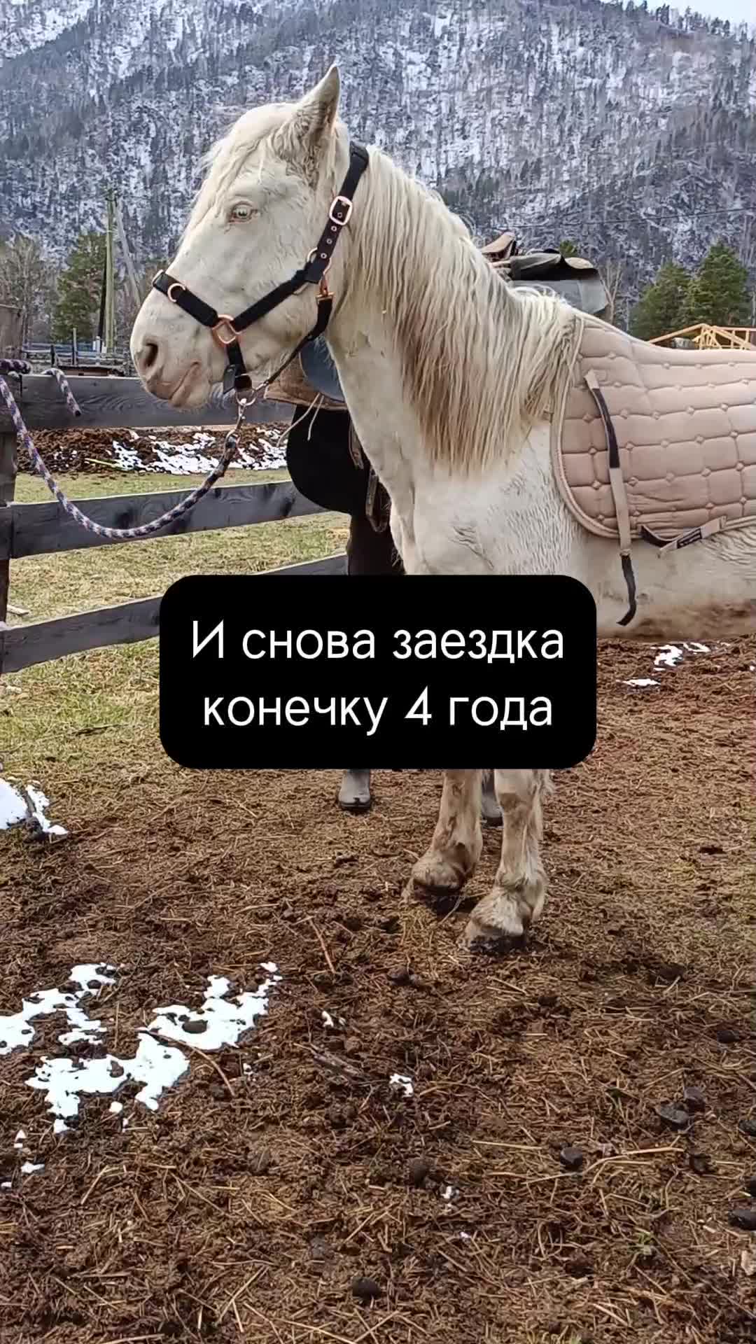 @tg: altaihorses