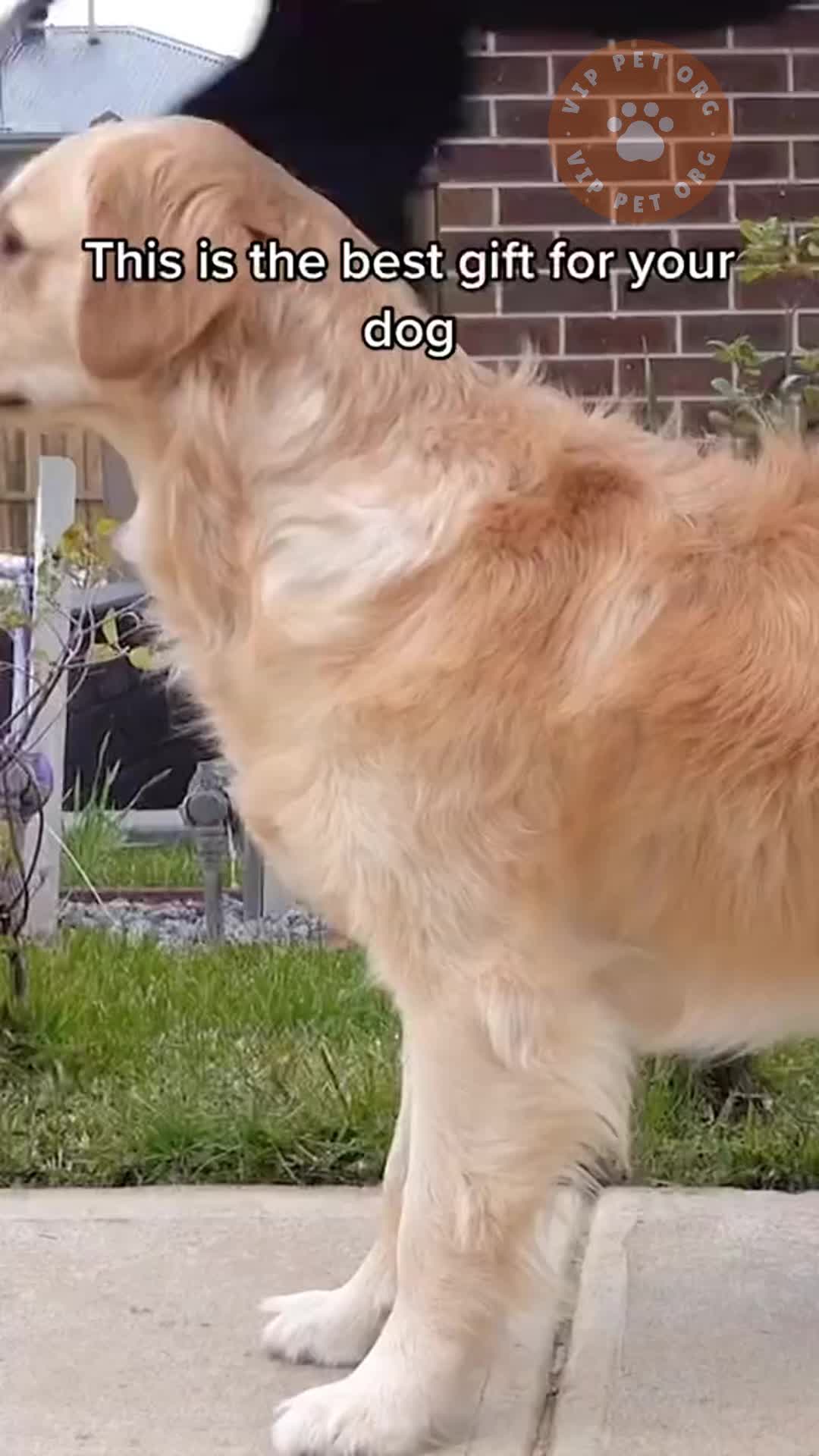 @VIP PET ORG