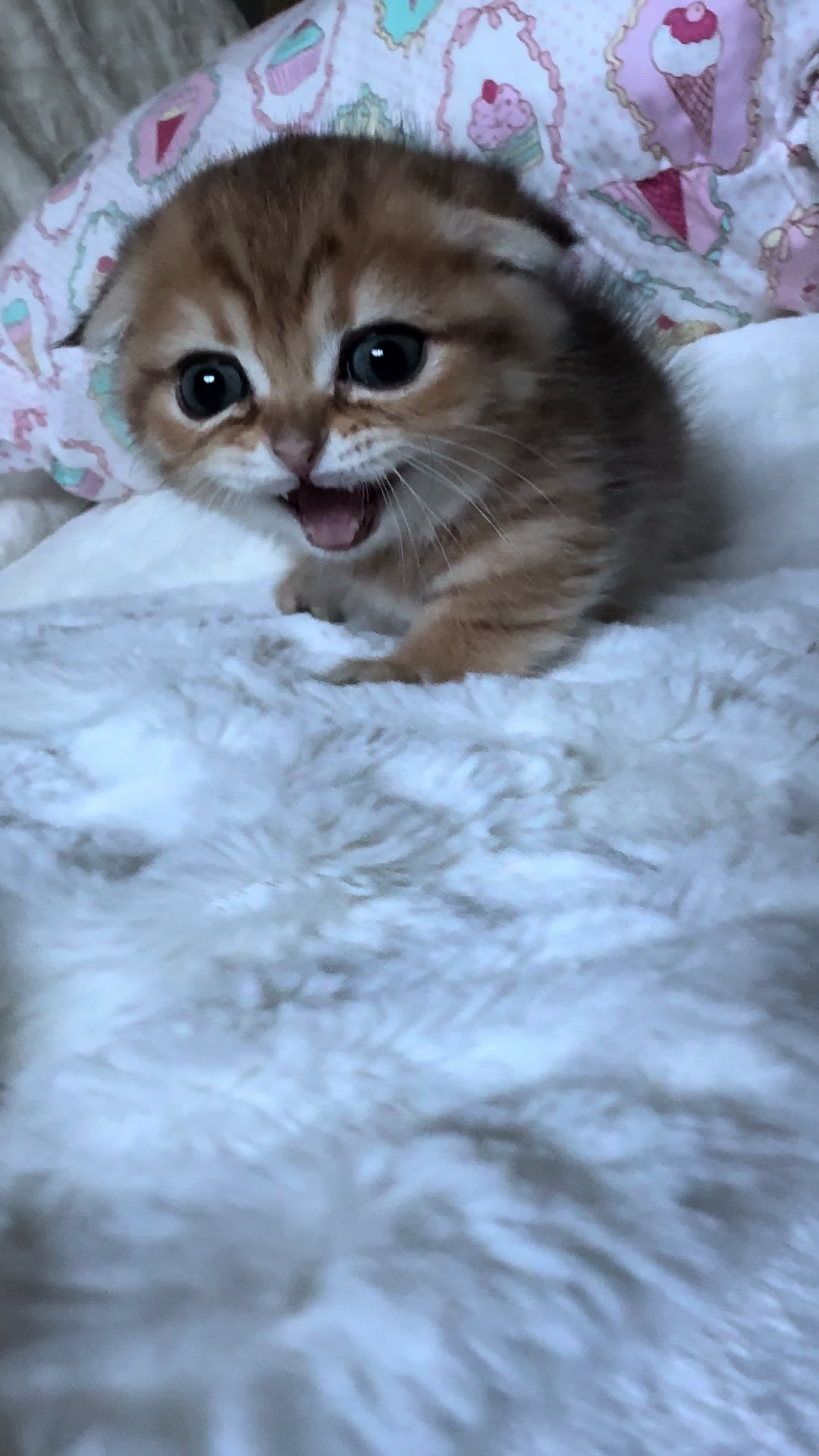 @tinyfoldmunchkin