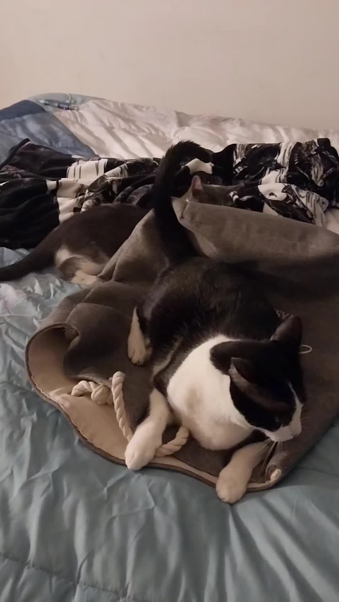 @GinnCats420