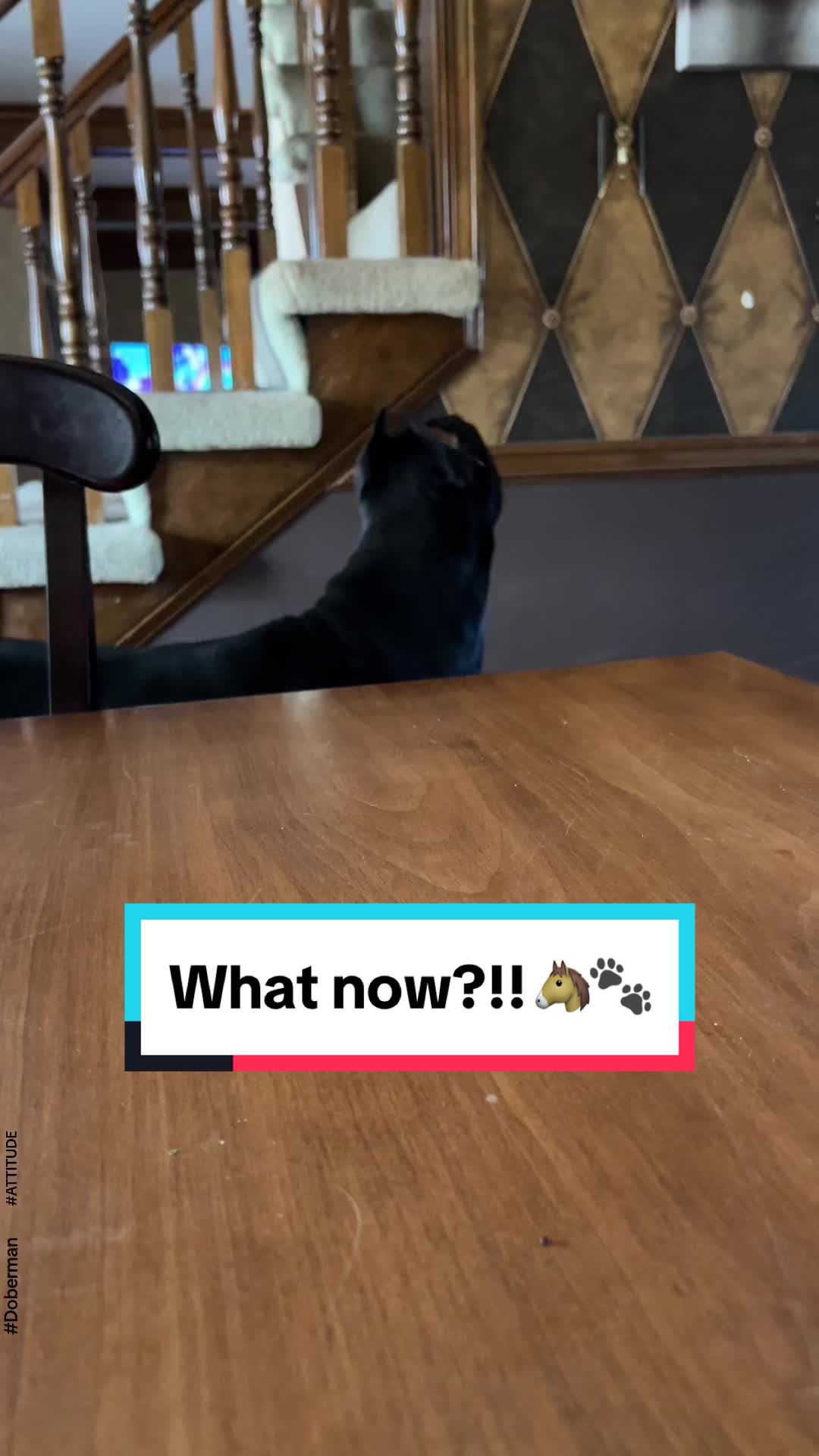 @Tiny Bear & Tiny Horse