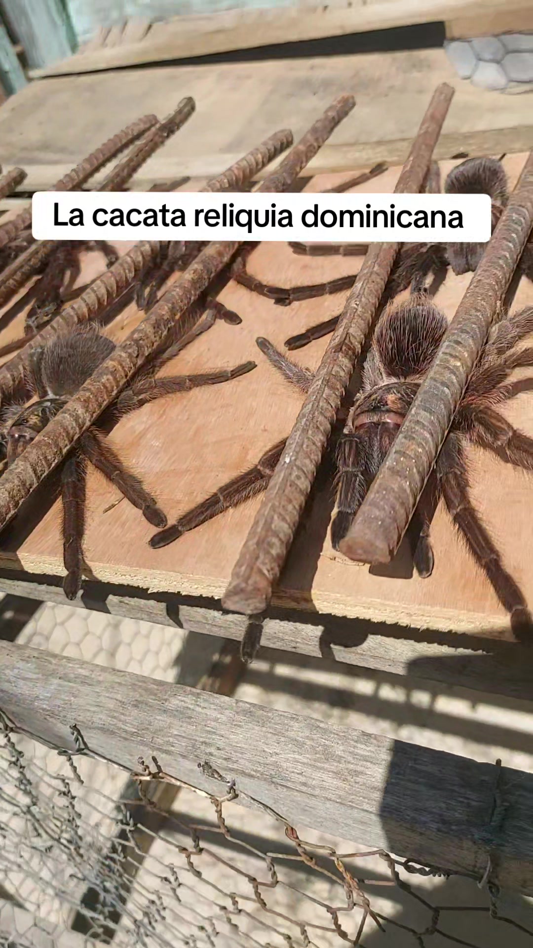 @Reliquia Dominicana