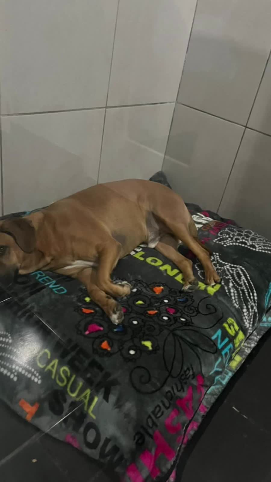 @Chocoburbujas 🐾