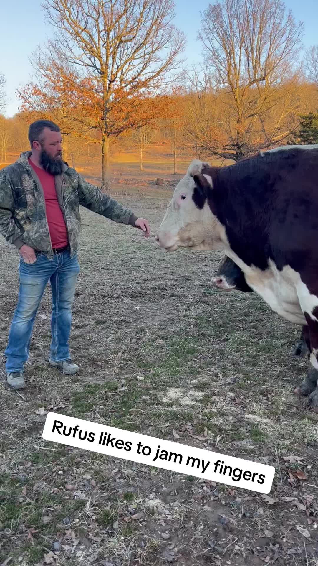 @Rufus The Bull