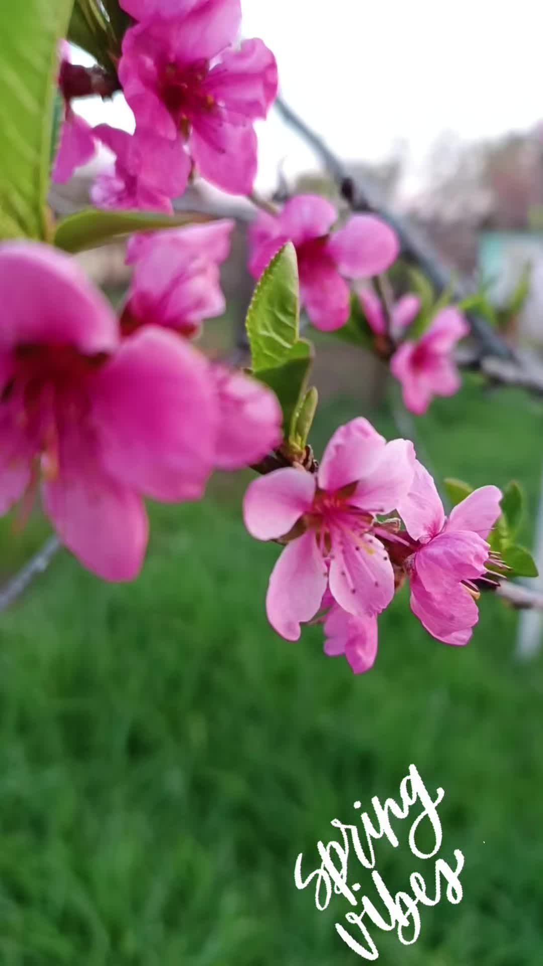 @Dolorosa96
