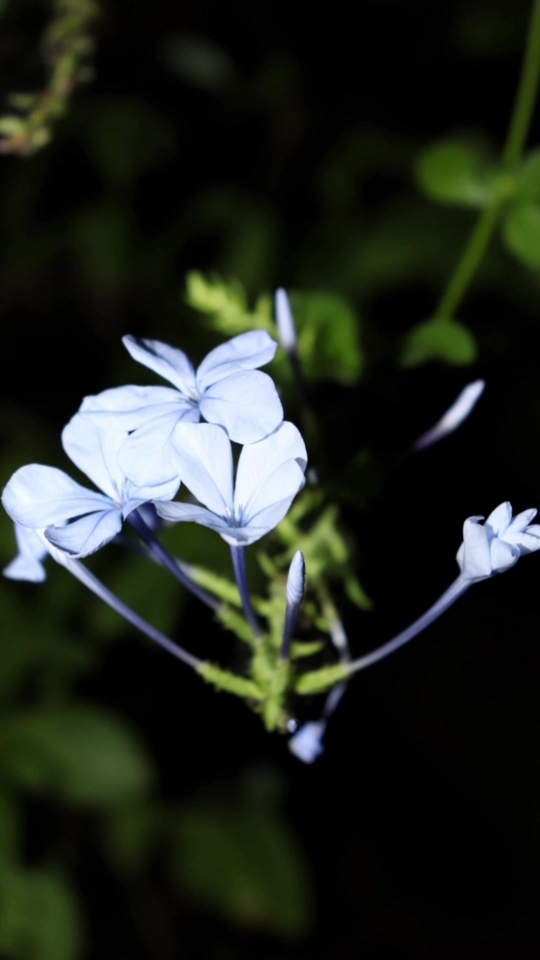 @Danaes Photography