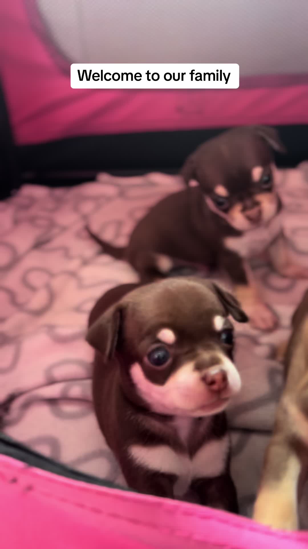 @Suffolk Chihuahuas