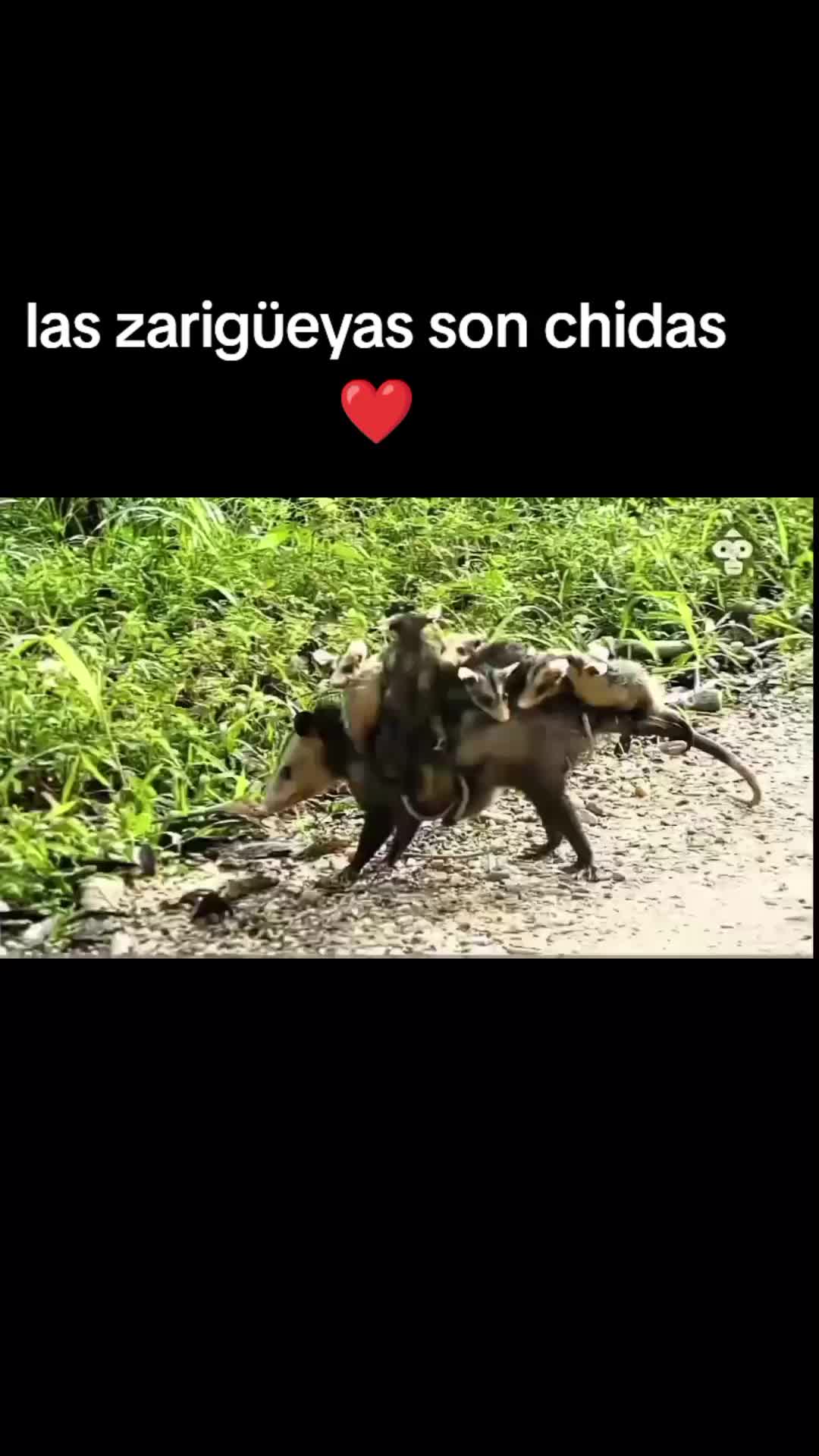 @varcan❤️
