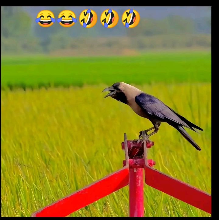 @🦅شانی کھوکھر🦁