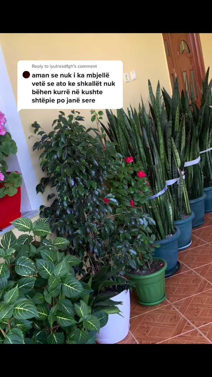 @Besnik Protoduari