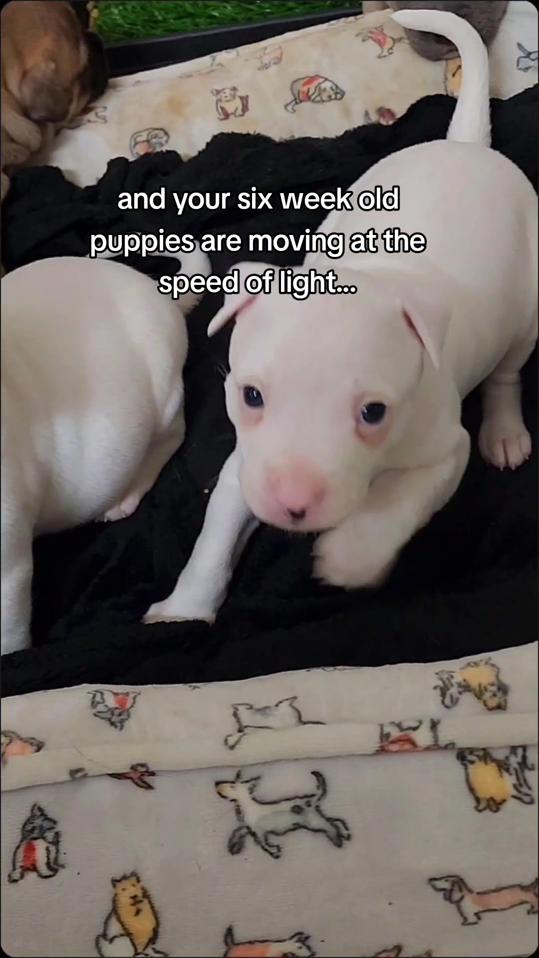 @diamondsdoggydaycare