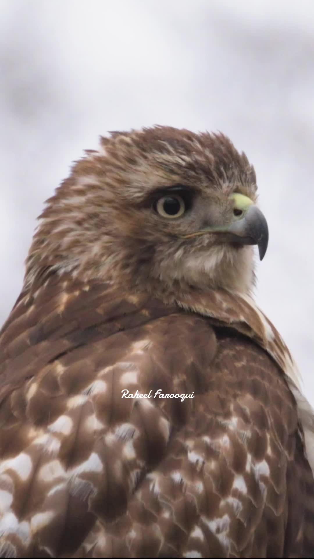 @Raheel Farooqui