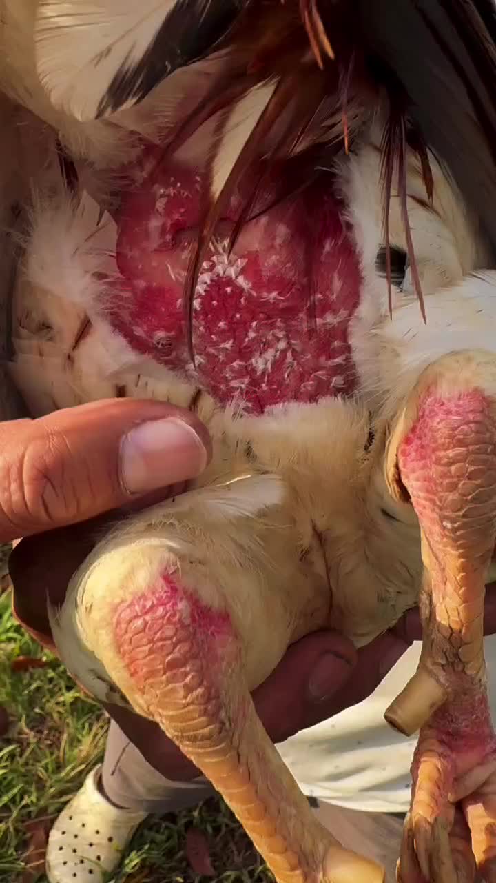 @Battlecock Livestock Products