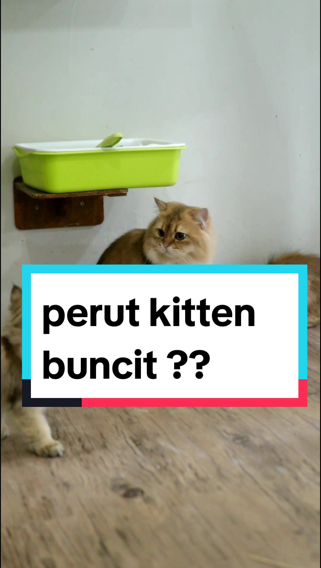 @Nekopethouse - Adopsi Kucing