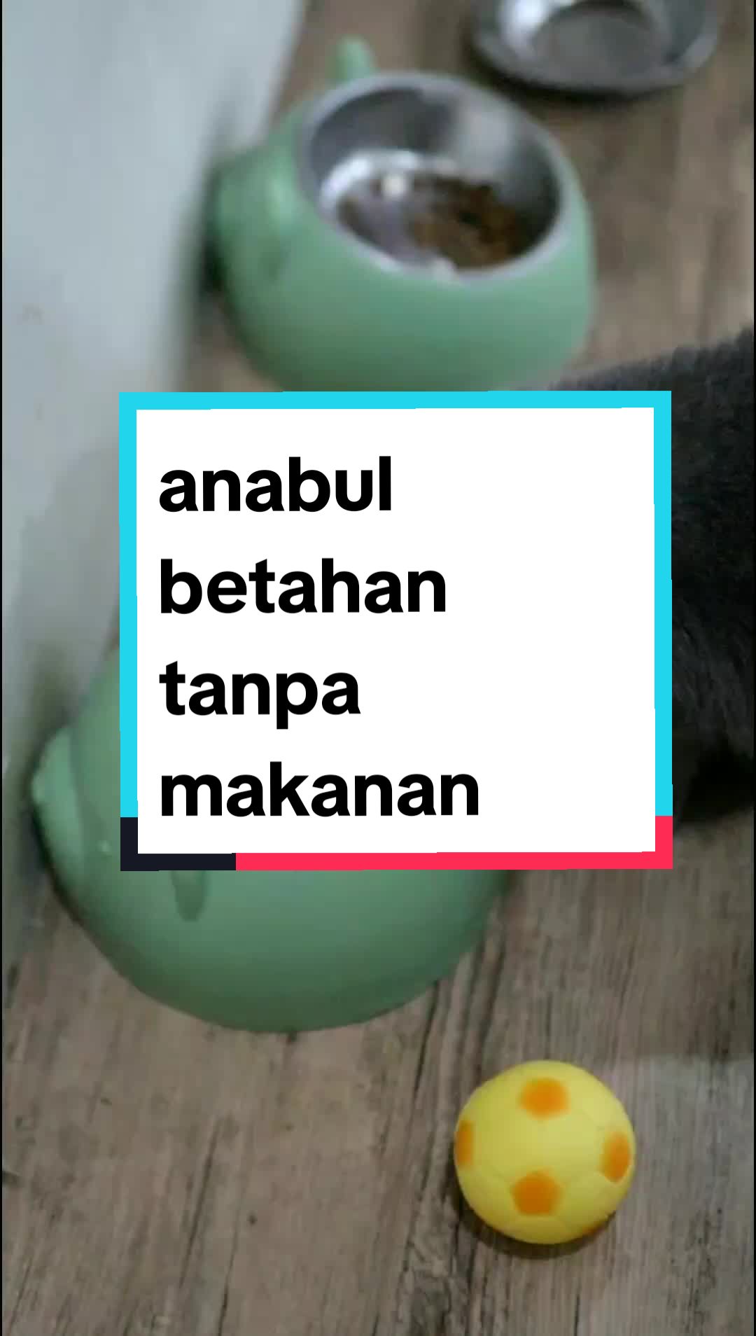 @Nekopethouse - Adopsi Kucing