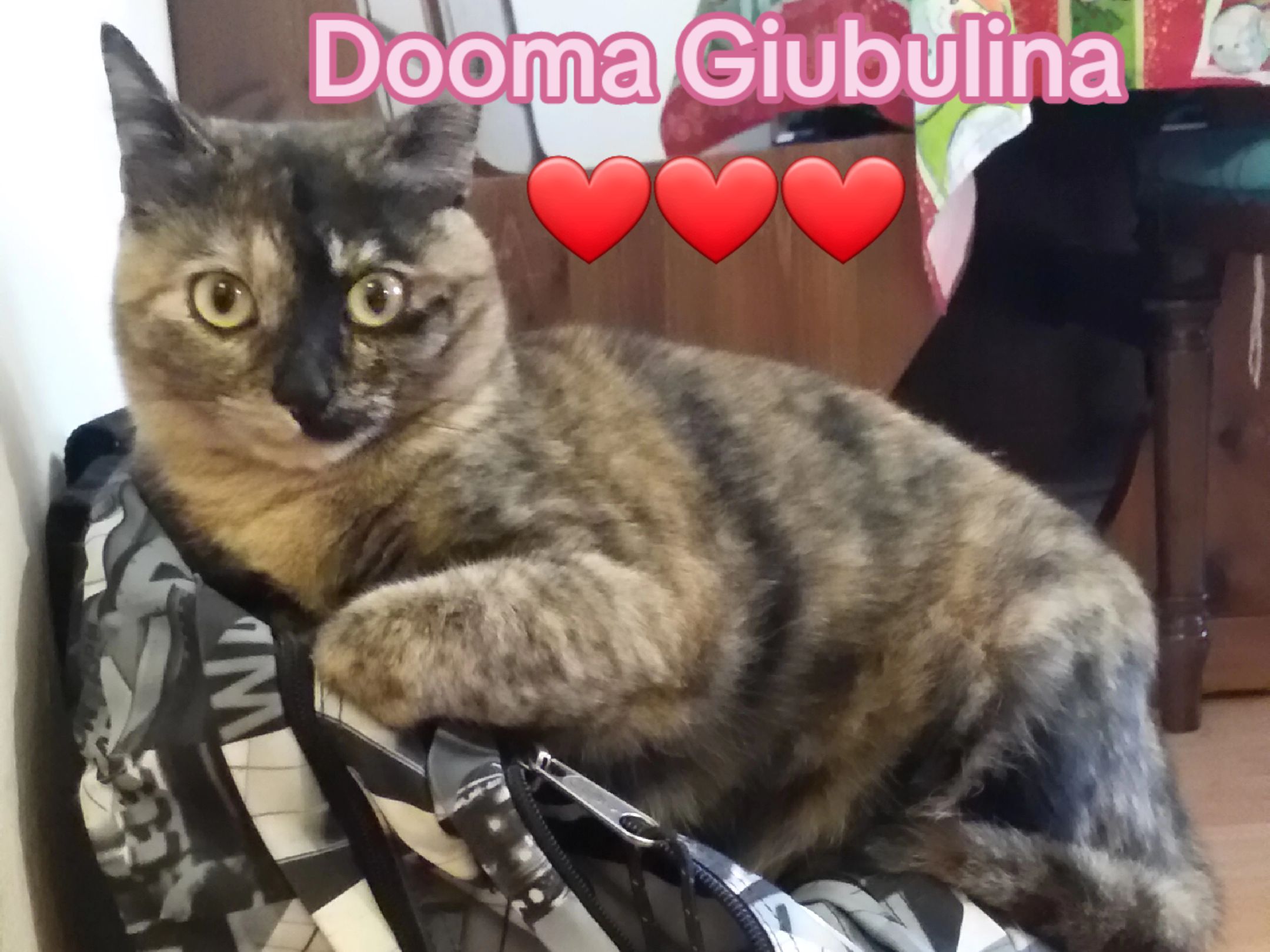 @Isobel ❤️ Pandora & SkifoGatti