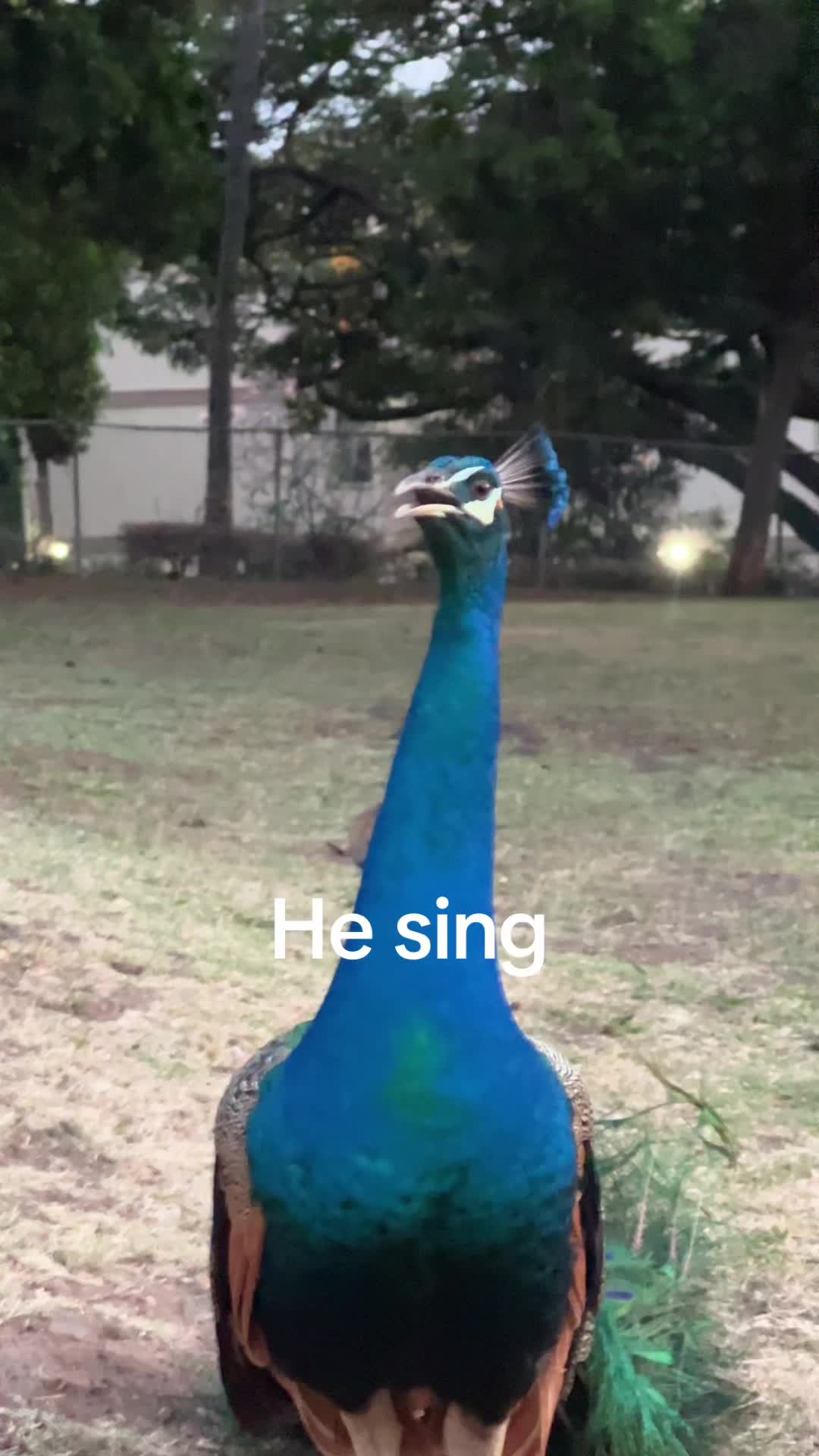 @seanArlo