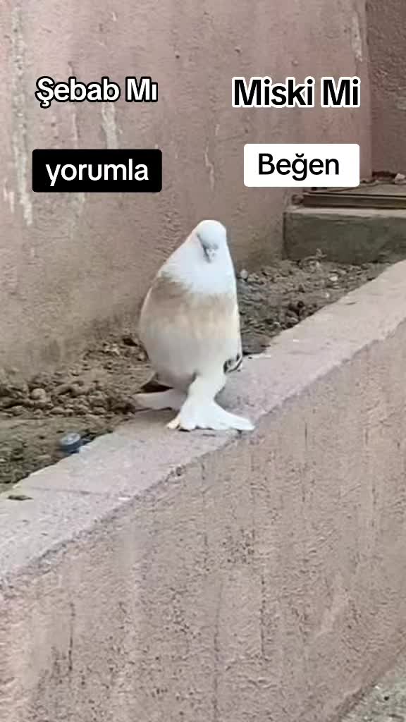 @GERAN