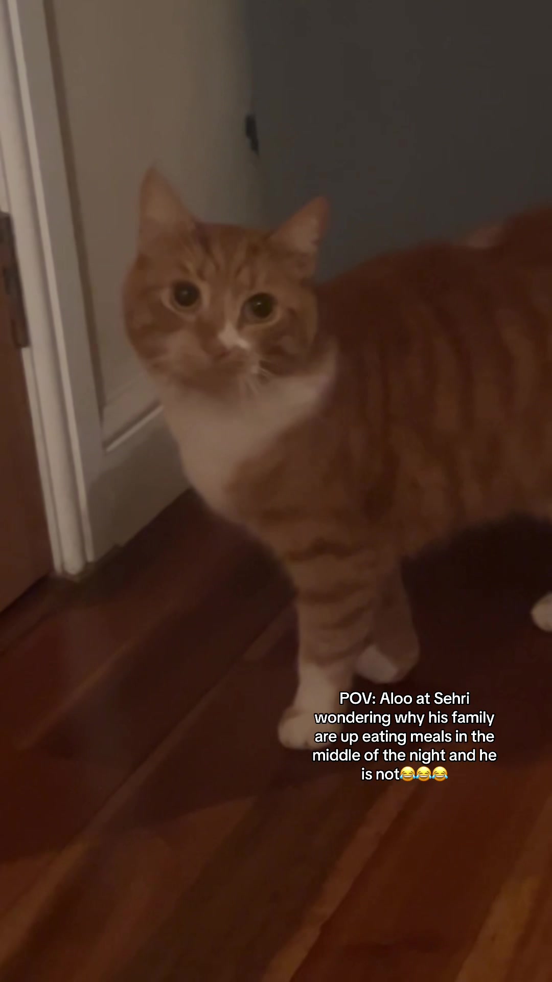 @Aloo The Cat
