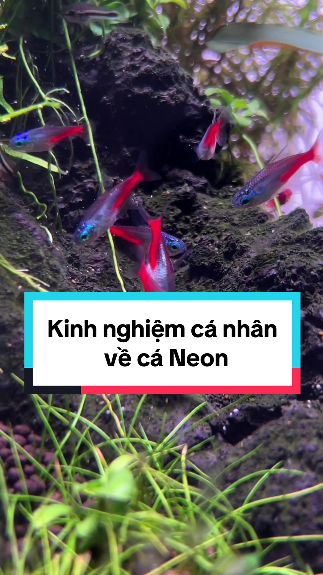 @Tìm Hiểu Thủy Sinh