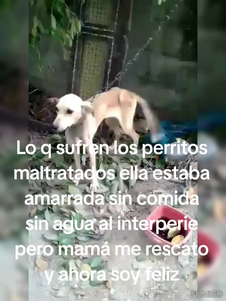 @ayudando perritos