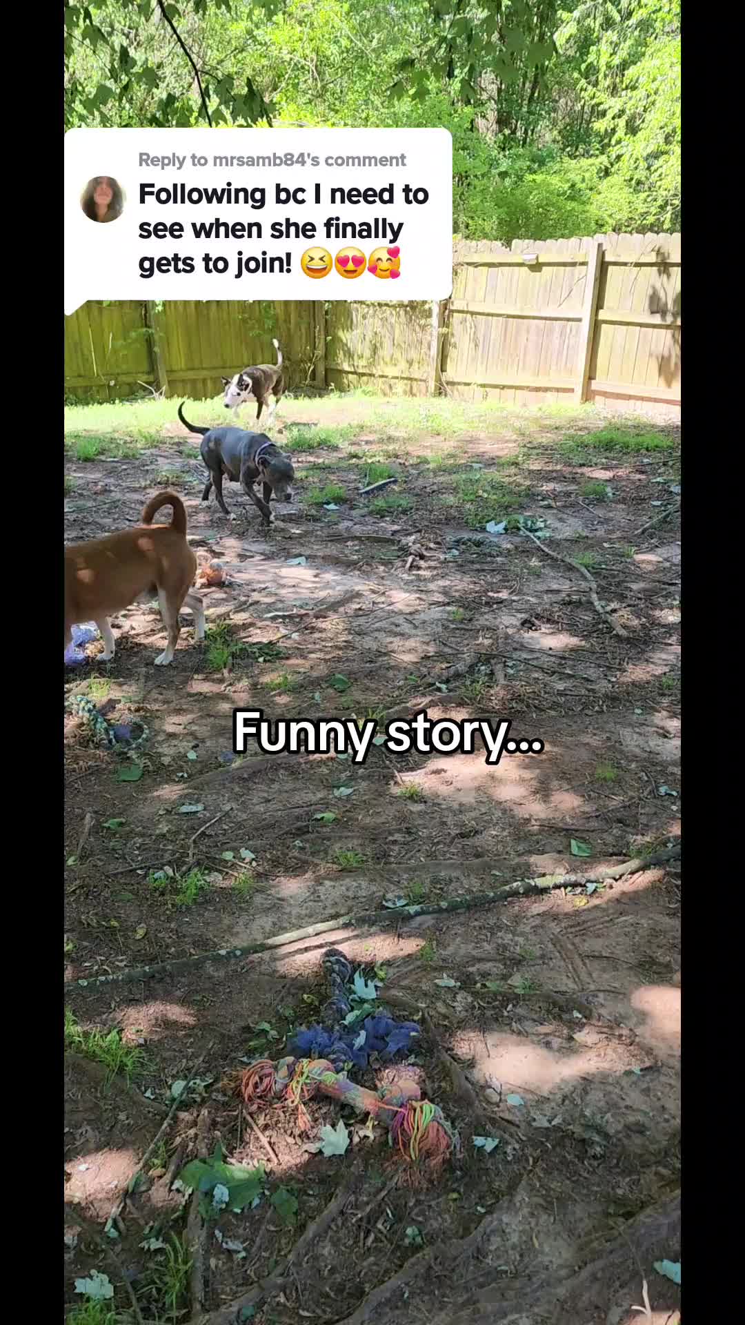 @diamondsdoggydaycare